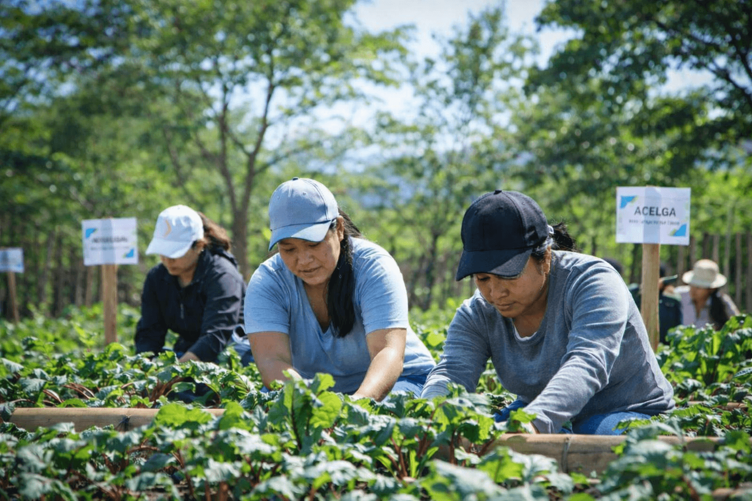Comunidad agrícola